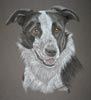 collie