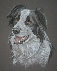 border collie portrait