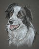 border collie portrait - missycollie