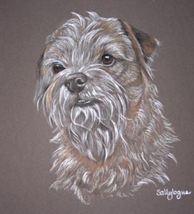 border terrier portrait