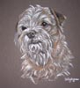 border terrier portriat of charlie