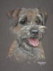 border terrier