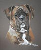 boxer dog portrait 