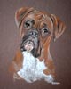 boxer portrait