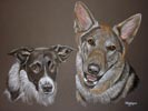 border collie and german shepherd dog - bud and murphy