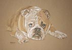 bulldog portrait