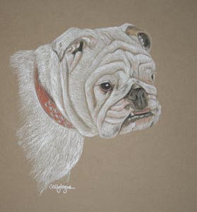 british bulldog portrait of Winnie