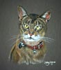 abysinian cat portrait - simba