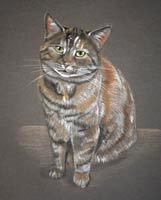 full length cat portraits