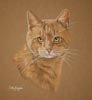 ginger cat Leo