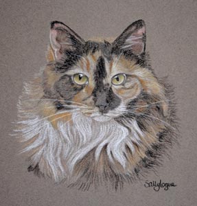 tortoiseshell cat - Meg