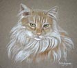 maincoon cat - portrait of Raffles