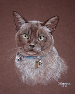chocolate point siamese cat portrait - Sammo