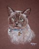 burmese cat portrait - sammo