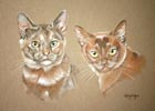 burmese cats molly and Daisy