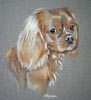 cavalier king charles spaniel portrait