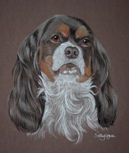 cavalier king charles spaniel  portrait of Chelsea