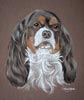 tri- colour cavalier king charles  portrait