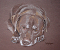 chocolate labrador portrait