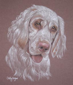 pastel portrait of Clumber Spaniel