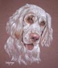 clumber spaniel picture - portrait of Dolly