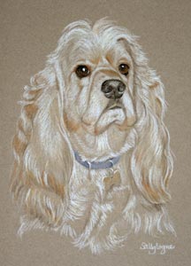 pastel portrait of American Cocker Spaniel - Barney