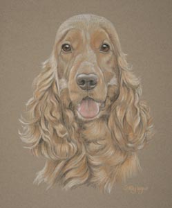 Max cocker spaniel portrait 