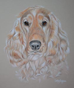 cocker spaniel_milly