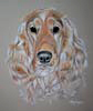 cocker spaniel - milly