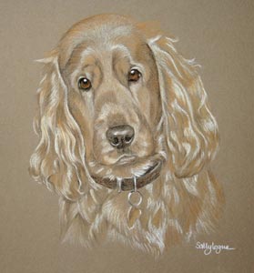 cocker spaniel - Cooper