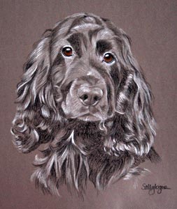 cocker spaniel portrait of Izzy