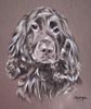 cocker spaniel - portrait of Izzy