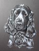 cocker spaniel  portrait - Lily