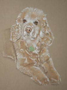 pastel portrait of american cocker spaniel - Pebbles