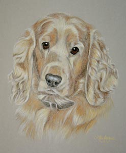 cooper - cocker spaniel
