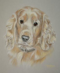 cooper - cocker spaniel