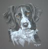 collie springer cross - Ben