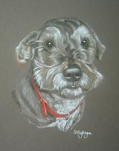 portrait of Robbie - crossbreed