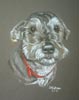 cross breed dog portrait - Robbie