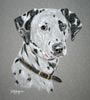 dalmation portrait