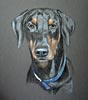 dobermann portrait - Baringa