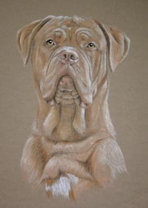 Dogue de Bordeaux Roo 2