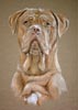 dog de bordeaux  portrait- Roo
