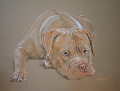 dog de bordeaux -  portrait of Roo