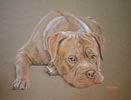 dogue de bordeaux - portrait of Roo