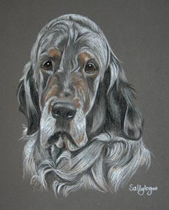 english setter - Max