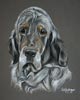 english setter portriat Max