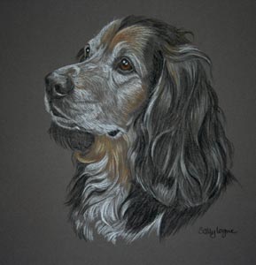 english setter - Rory