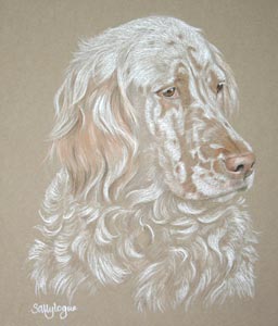 english setter portrait - Tink