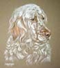 english setter portrait - Tink